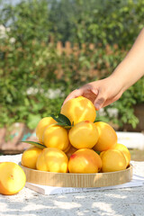 Hand Picking Fresh Golden Nectarine from Yimeng Mountain Harvest Bowl