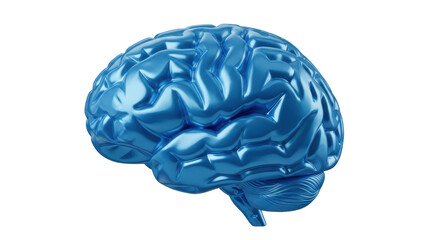 Isolated human brain anatomy, medical 3D rendering, realistic illustration of the organ
