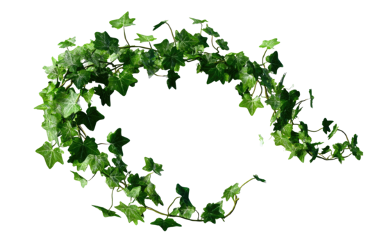 Green ivy wreath, circular shape