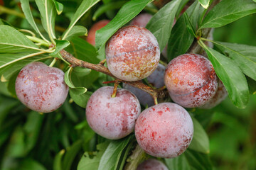 Fresh Red Plums Ripening on Tree Branch with Green Leaves in Natural Orchard Setting