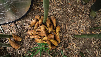 Freshly Dug Bamboo Shoots from High Mountain Forests - Fresh Organic Asparagus-Like Vegetables in...