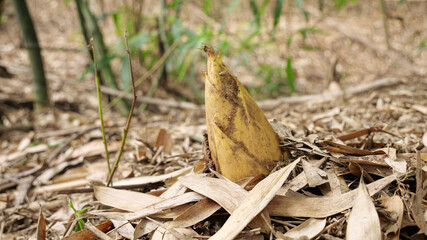 Fresh Bamboo Shoot Growing from Forest Floor with Natural Seeds and High Mountain Vegetation