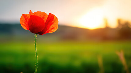 Obraz premium poppy. Close-up of a vibrant red poppy bathed in golden sunset light in a peaceful field. inspiring travel planning, gardening catalogs, designed for