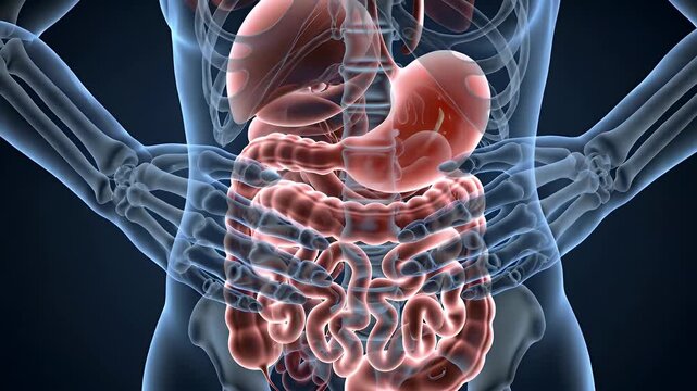 Human Anatomy Illustration Featuring Digestive System Against Dark Blue Background