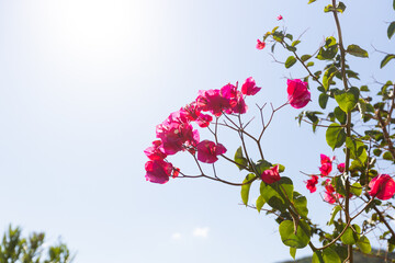 A beautiful cluster of vibrant pink oleander flowers with lush green leaves blooms brightly in a sunny Mediterranean garden, capturing the essence of summer and nature's beauty.