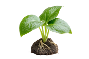 Budding Life: A resilient sprout emerges from fertile soil, symbolizing the dawn of new beginnings, growth, and the cyclical nature of life.