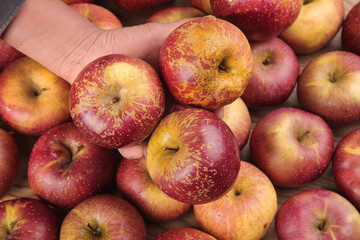 Fresh Red Apples in Hand - Organic Fruit Selection with Natural Skin Texture