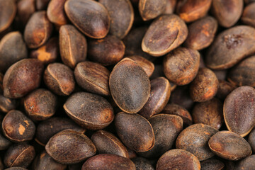 Fresh Wild Pine Nuts from Changbai Mountains Yunnan - Harvested Natural Forest Seeds