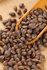Wild Pine Nuts from Changbai Mountains Harvested Fresh in Wooden Spoon on Burlap Background