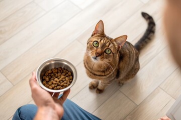 Cat's Mealtime: A close-up perspective capturing a playful domestic cat gazing longingly towards the person holding its food bowl, anticipating the delicious meal