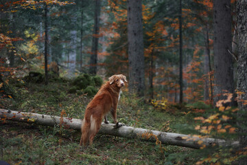 A Nova Scotia Duck Tolling Retriever perches confidently on a fallen log in the heart of a vibrant autumn forest. The warm light and earthy tones emphasize the natural beauty of the scene.