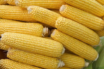 Freshly harvested corn piled high at a local market in summer season