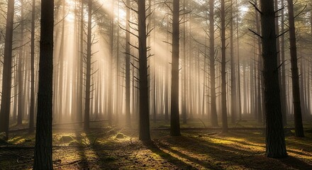 Fototapeta premium Sunlight piercing misty forest