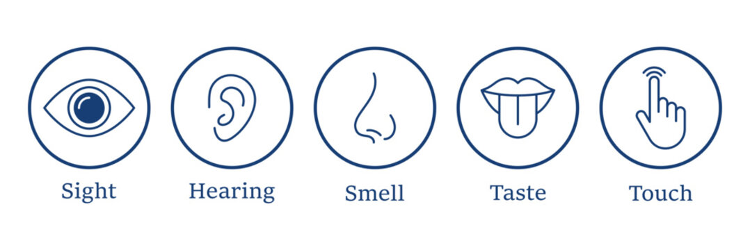 Five human senses editable stroke outline icons set. Flat vector illustration of human senses including ear, eye, nose, lips, and hand in minimalist design style. Five senses of human nervous system