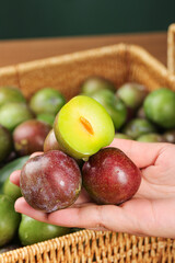 Sweet Fresh Red Green Plums in Hand with Wicker Basket - Crisp Organic Stone Fruit Display