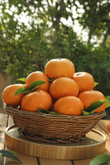 Fresh Bergamot Citrus Fruit Harvest in Wicker Basket Outdoor Garden Display