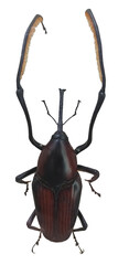 Weevil beetle photo