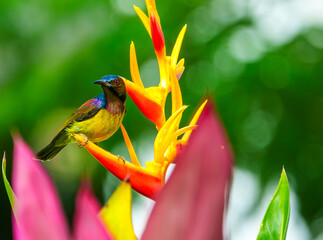 Stunning Red-throated Sunbird photo taken at Gotong, Genting Highland.