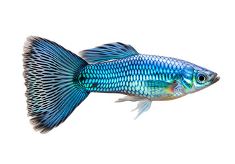 Fototapeta premium Vibrant blue fish with intricate scales and flowing tail showcases a striking profile against a black backdrop.