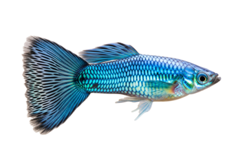 Vibrant blue fish with intricate scales and flowing tail showcases a striking profile against a black backdrop.