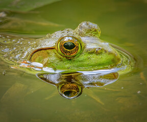 Bullfrog in Woodcock Preserve, Mattapoisett, Massachusetts