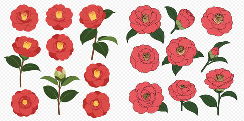 Collection of red camellia flowers in various stages of bloom, buds, and leaves, illustrated in a simple style.