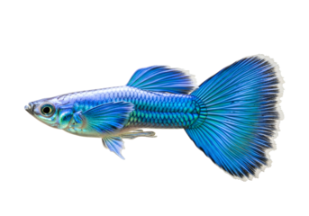 A vibrant, iridescent blue fish, showcasing intricate details in its scales and fin structure, against a striking black backdrop.