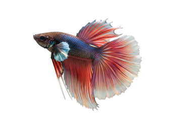 A vibrant betta fish, showcasing stunning coloration and graceful fins, against a stark black backdrop.