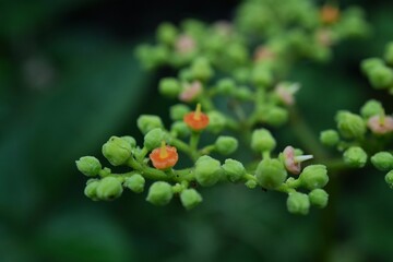 夏の草花