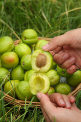 Fresh Green Xinjiang Apricots in Hands - Organic Stone Fruit Harvest