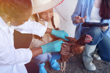 Farmers are checking the health of chickens on the farm in preparation for export. © eakarat