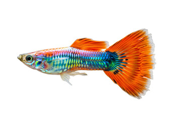 Fototapeta premium Vibrant, colorful fish with elaborate fins showcases intricate patterns and hues against a stark black backdrop.