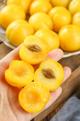 Fresh Xinjiang Apricots in Hand with Halved Fruit Showing Pit and Golden Flesh