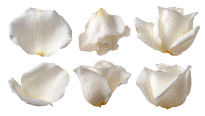 Close-up of delicate, white rose petals