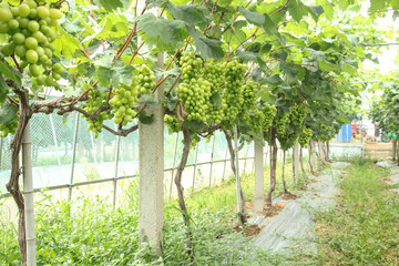 Green Grapes Growing on Vine Pergola in Xinjiang Vineyard Ready for Harvest