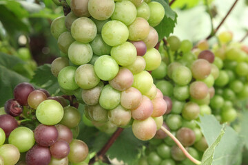 Ripening Grapes on Vine in Xinjiang China - Fresh Fruit Harvest Agriculture