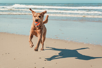 Happy dog running from sea on beach with ball in mouth