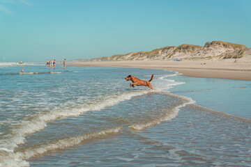 Dog jumping in shallow waves at beach to catch ball