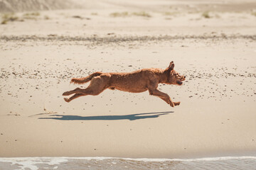 Dog running stretched along beach