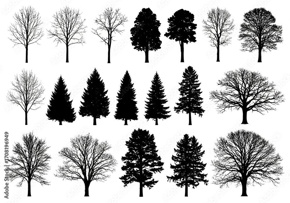 Wall mural vector art of collection of various deciduous and coniferous trees in silhouette, , showcasing diffe