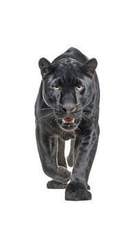 black panter on white background