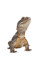 Obraz premium lizard isolated on white