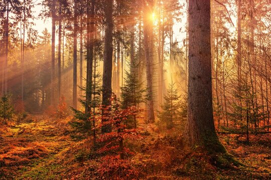 sunrise in the forest