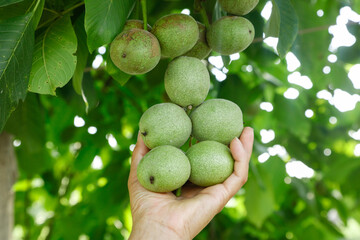 Fresh Green Walnuts from Xinjiang Wild Hills - Healthy Organic Harvest in Cupped Hands