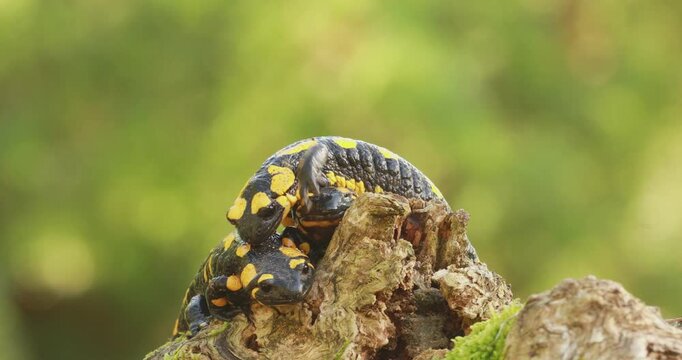 Fire salamander family (Salamandra salamandra), one of the salamanders covers the face of another one in an attempt to climb on its back 