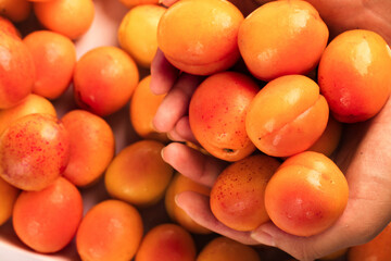 Fresh Xinjiang Apricots in Hands - Organic Summer Fruit Harvest on Wood Background