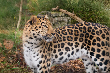 Obraz premium アムールヒョウ 