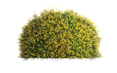 3d render of evergreen shrub with yellowish foilage, , isolated over transparent background, PNG cut-out	
