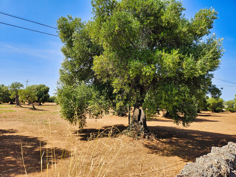 Ancient olive trees tell the story of our land. Mediterranean olive plantation and an old olive tree in the foreground. Olive grove. Olivo sin podar. Many horses on pasture in sunset light.