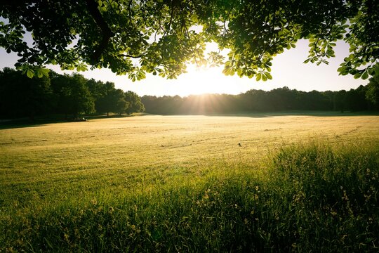 morning in the field